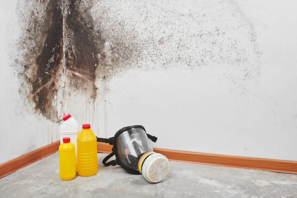 Best Home Mold Removal  in Mound Bayou, MS
