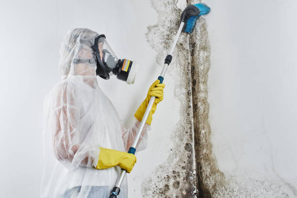 Best Mold Testing  in Mound Bayou, MS