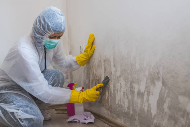 Best Emergency Mold Removal  in Mound Bayou, MS