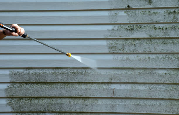 Best Professional Mold Removal  in Mound Bayou, MS
