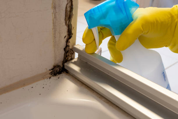 Best Attic Mold Removal  in Mound Bayou, MS