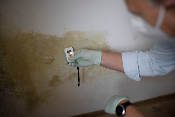 Best Mold Removal Near Me  in Mound Bayou, MS