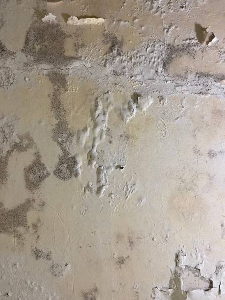 Best Mold Removal Company Near Me  in Mound Bayou, MS