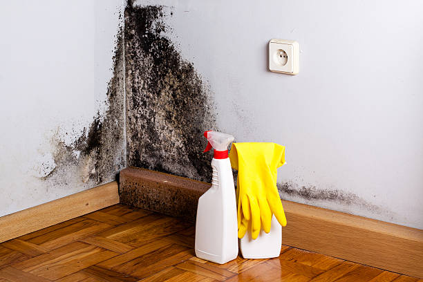 Best Mold Removal Company Near Me  in Mound Bayou, MS