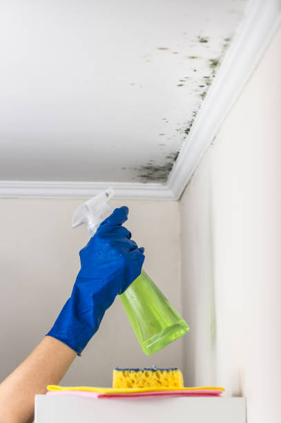 Best Professional Mold Removal  in Mound Bayou, MS